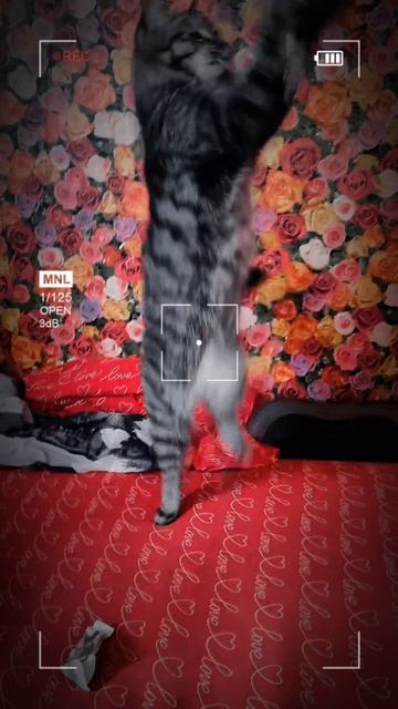 котик