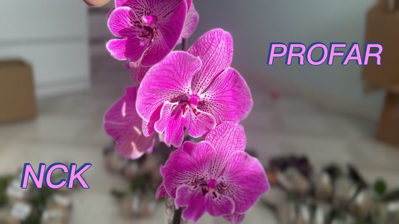 Садовники орхидей NCK и PROFAR
