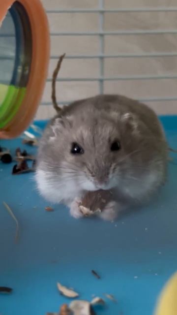 Вкусная палочка