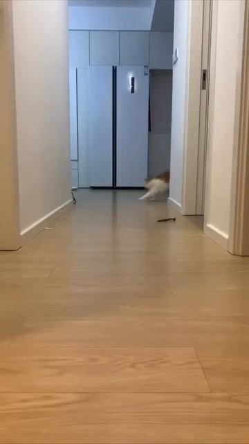 котик