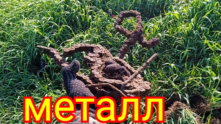 Металлокоп по скошенной травке.