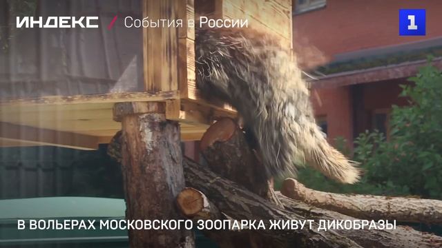 В вольерах Московского зоопарка появились дикобразы