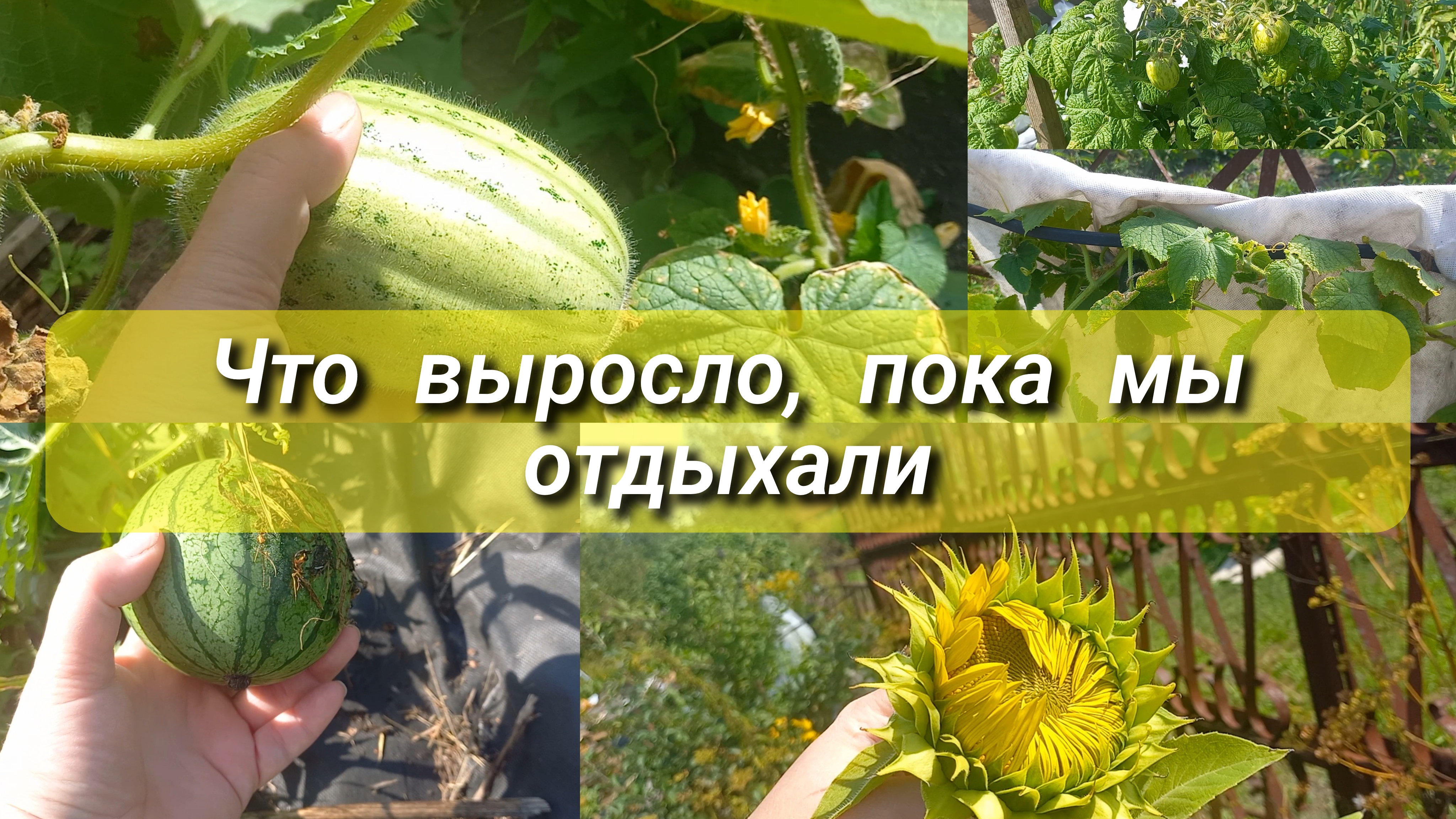 Что выросло? пока мы отдыхали