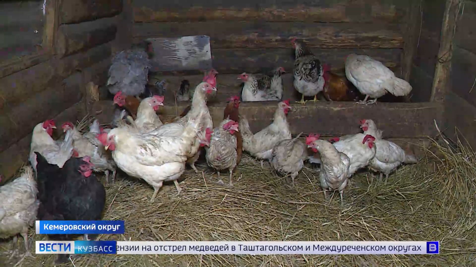 По осени считают: владельцам кур и уток с 1 сентября может грозить штраф