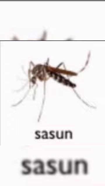 sasun
