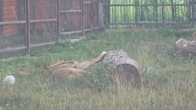 PAPB5478-Шархан упал с дерева-21.08.2026-Видео от светланы