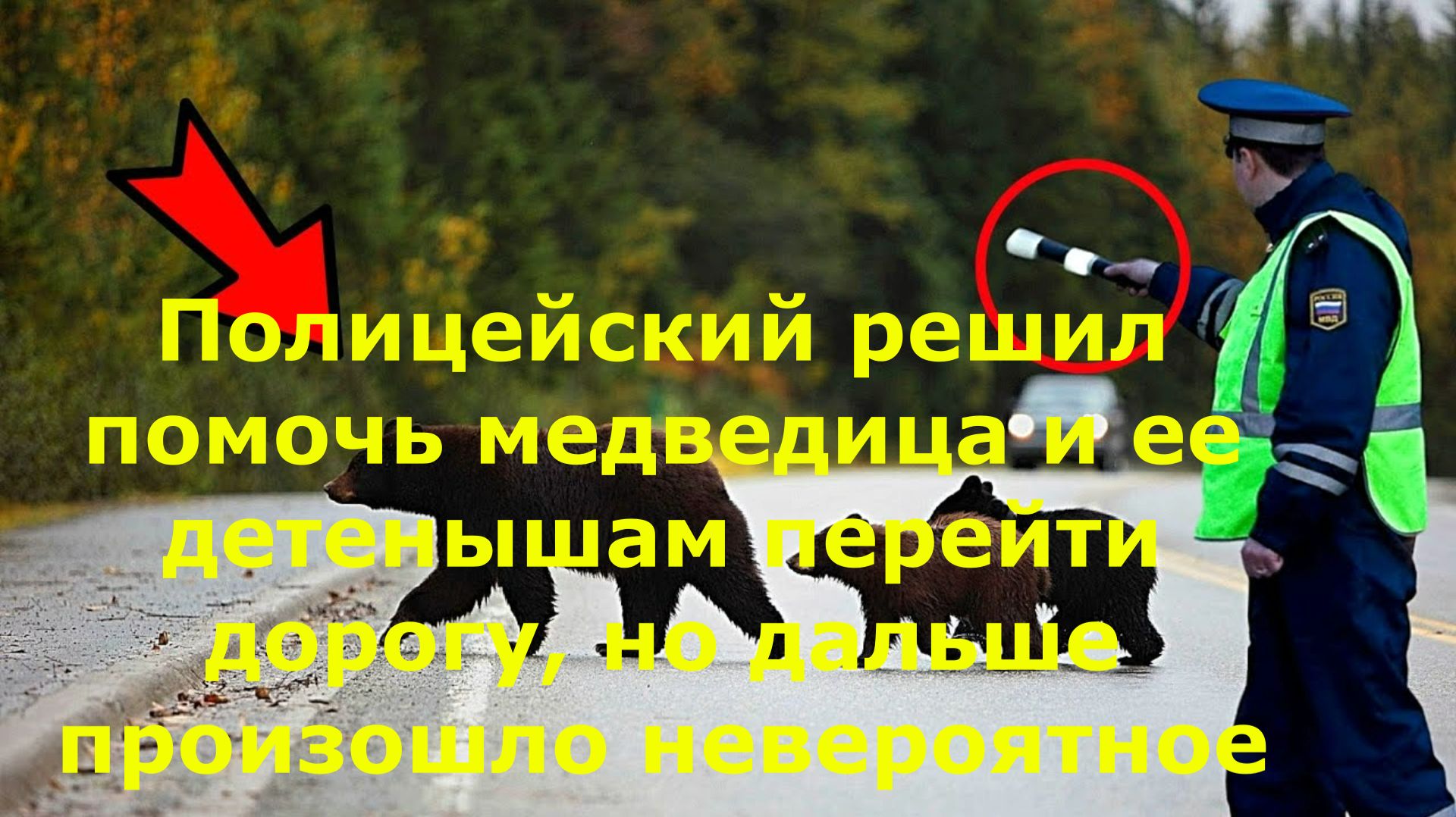 Полицейский решил помочь медведица и ее детенышам перейти дорогу но дальше произошло невероятное