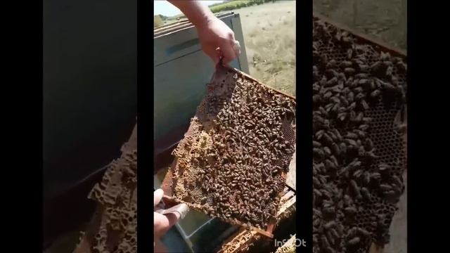 Подсадка пчеломатки от Керхера.mp4