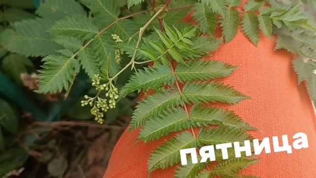 ПЯТНИЦА ПРОКАЗНИЦА . ВСЕМ ДОБРОГО НАЧАЛА ДНЯ. УСПЕХА ВО ВСЕХ ДЕЛАХ.