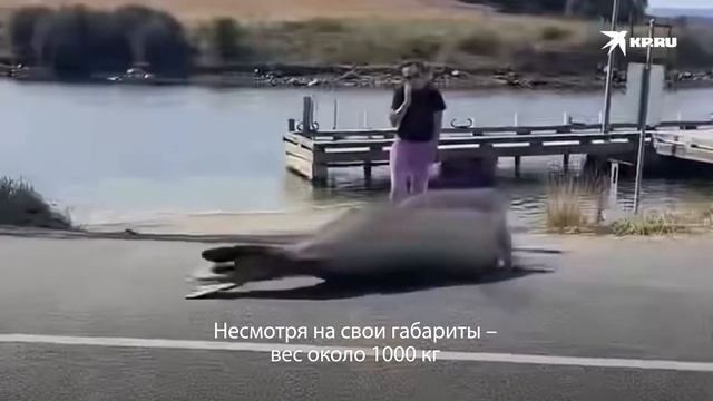 Разрушает город и за это его любят: как морской слон Нил стал мировой звездой