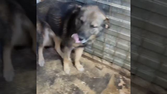 Уфа, Башкирия
Попали в отлов вот  такие собаки!😰Добрые и ласковые 
Пожалуйста, сделайте репост🙏
Др