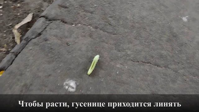 Про гусениц