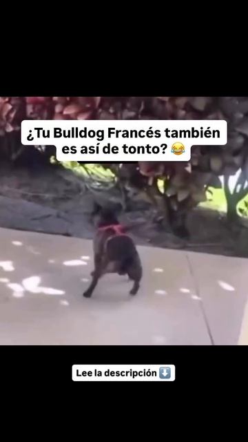 21464.mp4