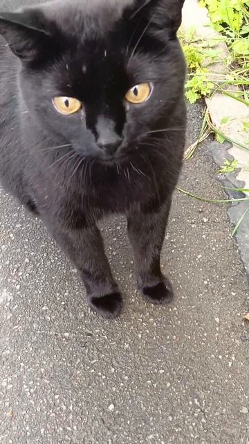 котик гуляет
