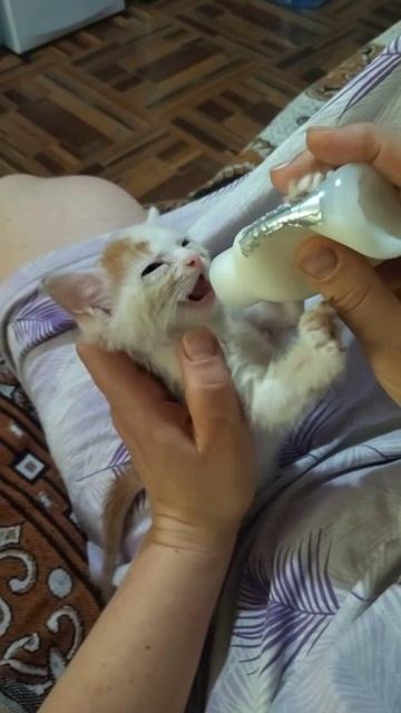 наш котёнок по имени Вася кушает