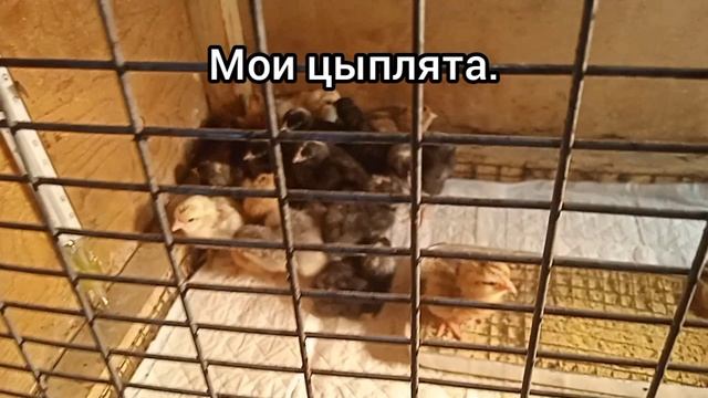 Мои цыплята.