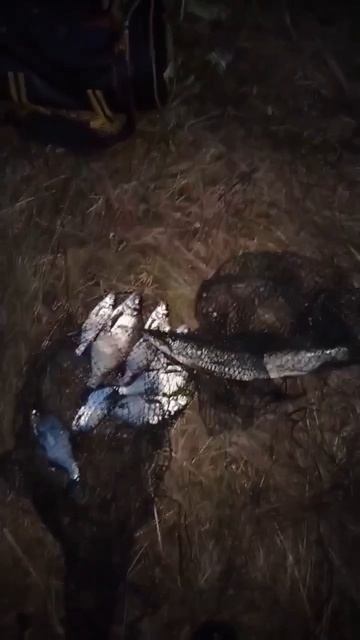 Точка Лова & Соловьёв.Ночной улов.