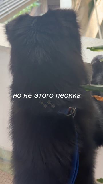 Троцкий Дог на задании! Работать под прикрытием  дело не из лёгких!