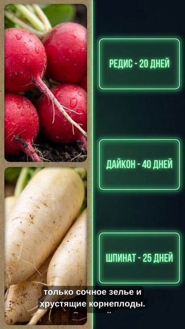ЧТО ПОСАДИТЬ В АВГУСТЕ ДЛЯ ОСЕННЕГО УРОЖАЯ?