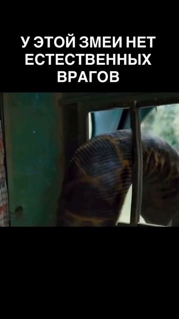 🎬 «Анаконда» (2024)

Компания друзей отправляется в джунгли, чтобы снять фильм, но безобидное прикл