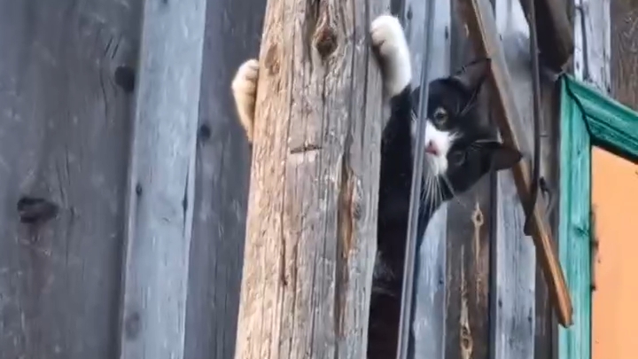 Котик древолаз.