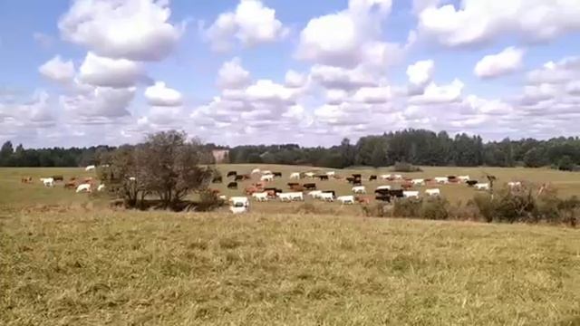 Покупатели из Киргизии выбирают скот