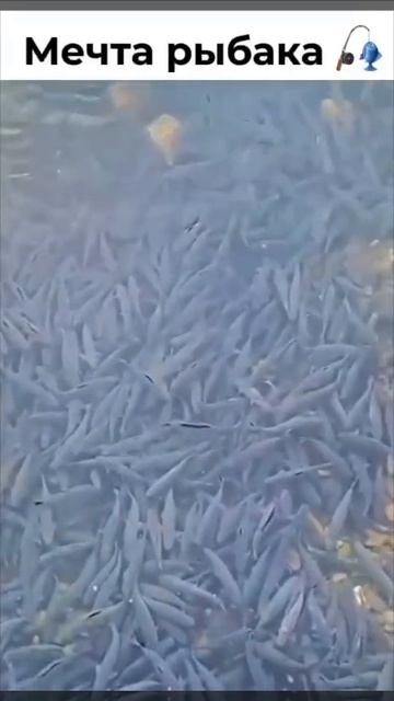 для рыбака это кайф 🤤