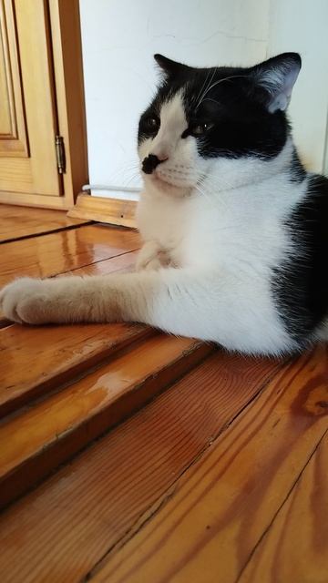 Коттайсан прикольный кот тайсон весёлые коты видосики от кота