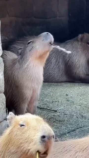 Прикол