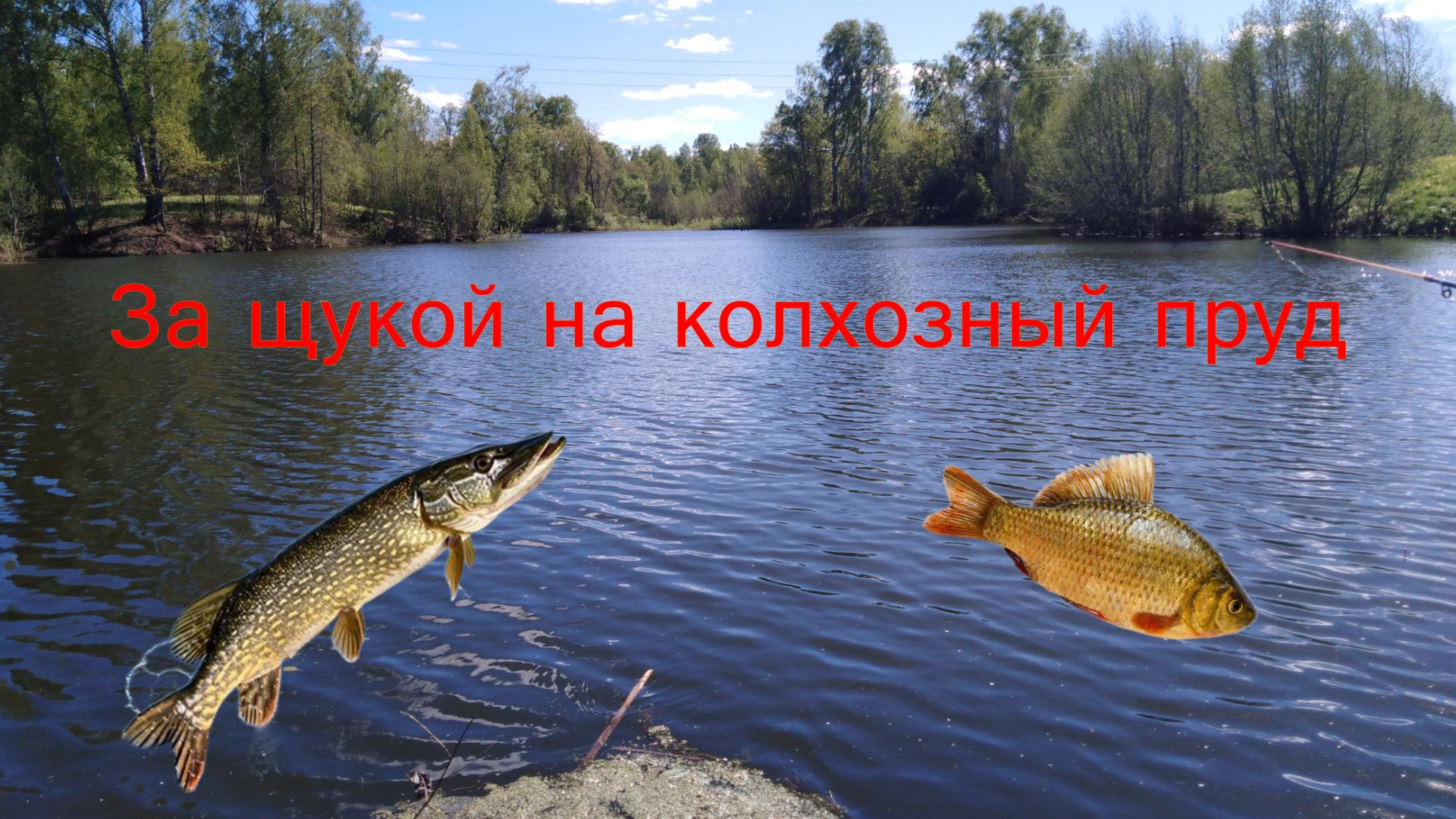 Как поймать щуку на живца