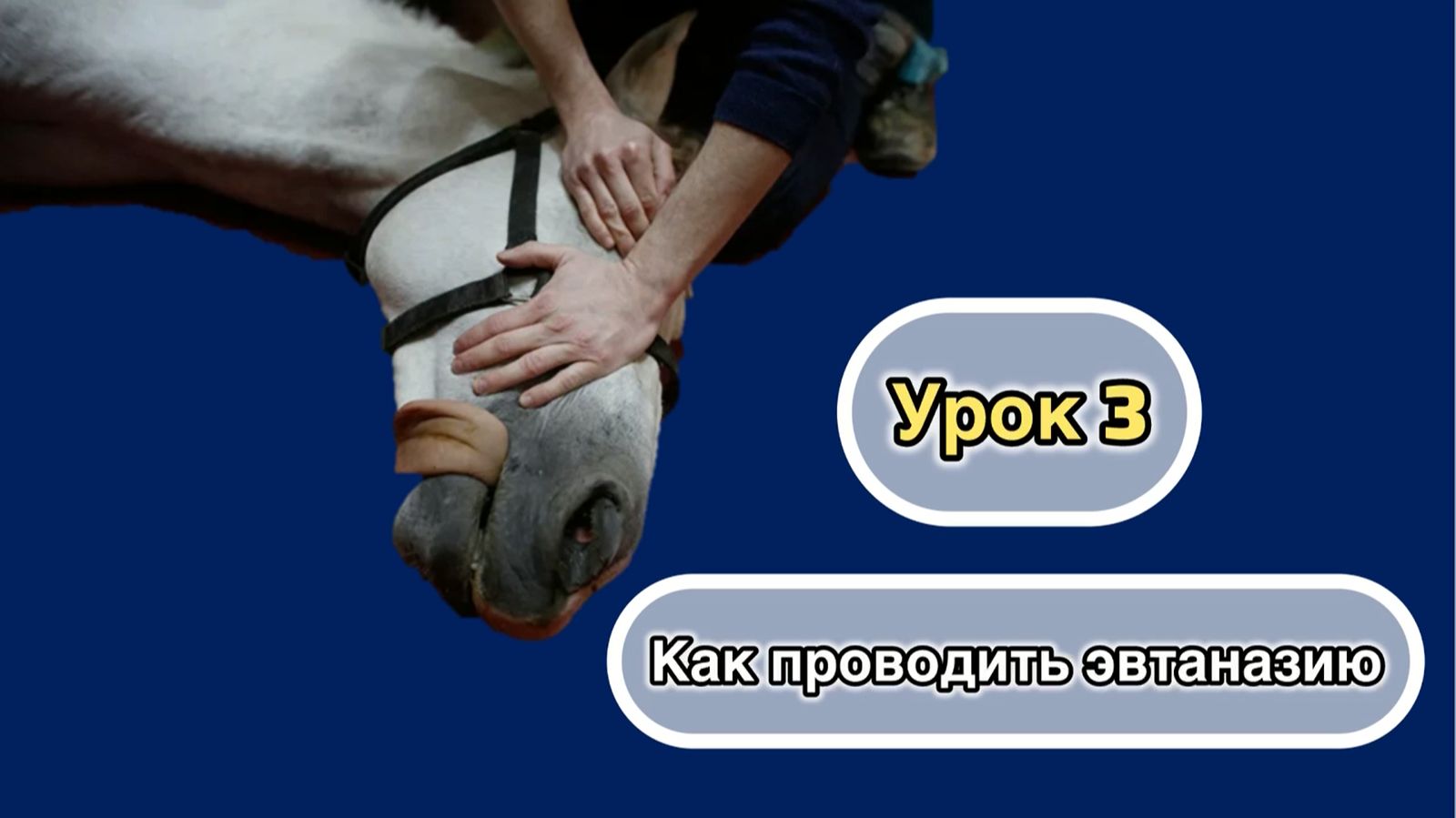 эвтаназия лошадей