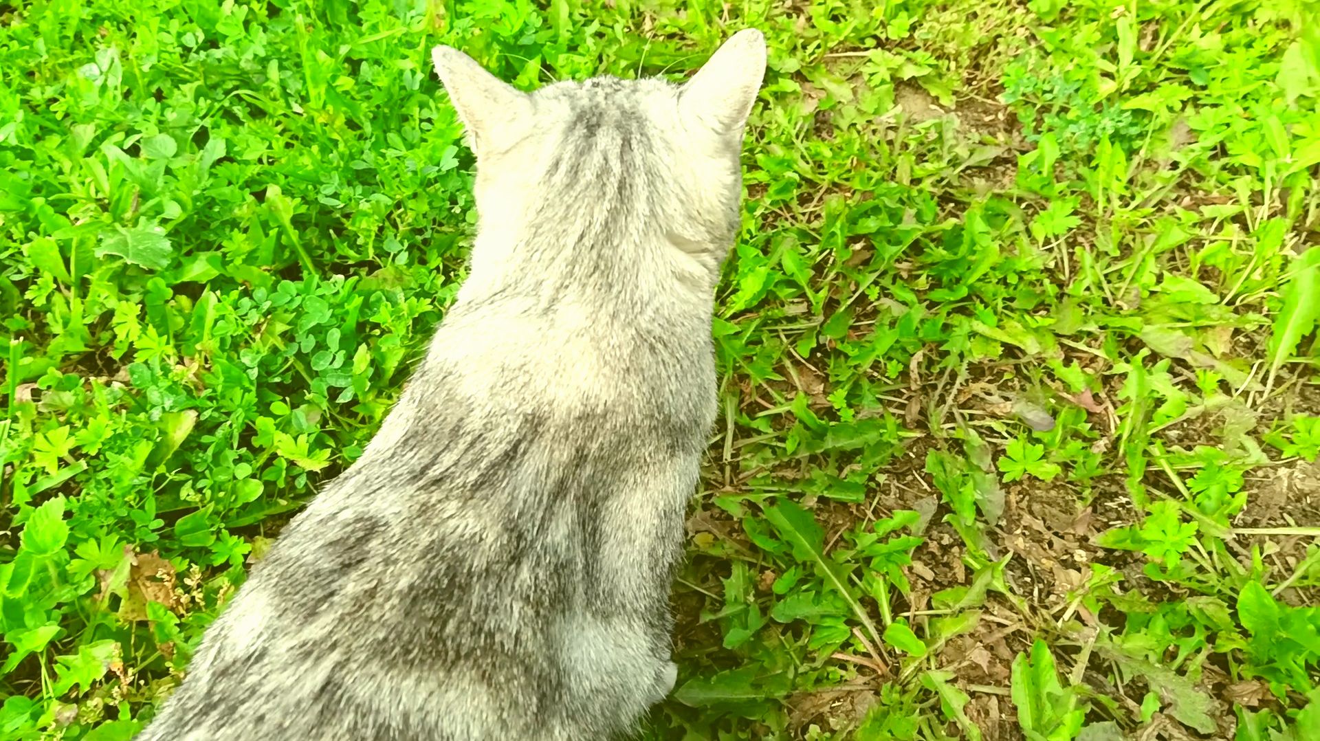 Немного котиков и много нытья в оффтопике