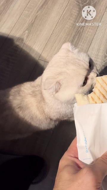 Шаурма хорошая еда но если ты будешь кушать её каждый день то поправишься 