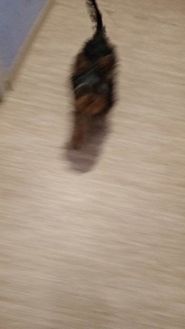 гелюша маленький