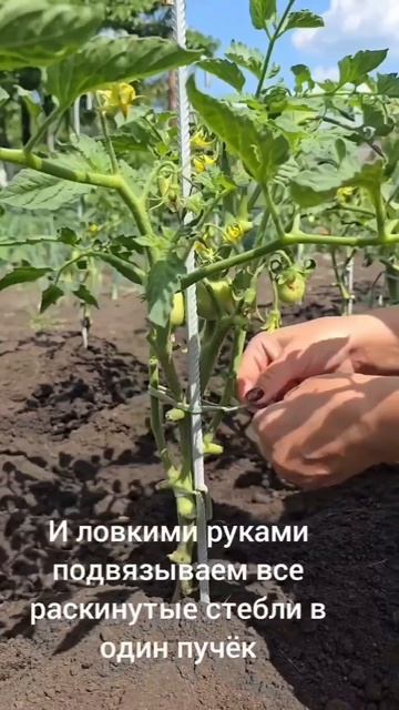Как жена выращивает помидоры полный цикл