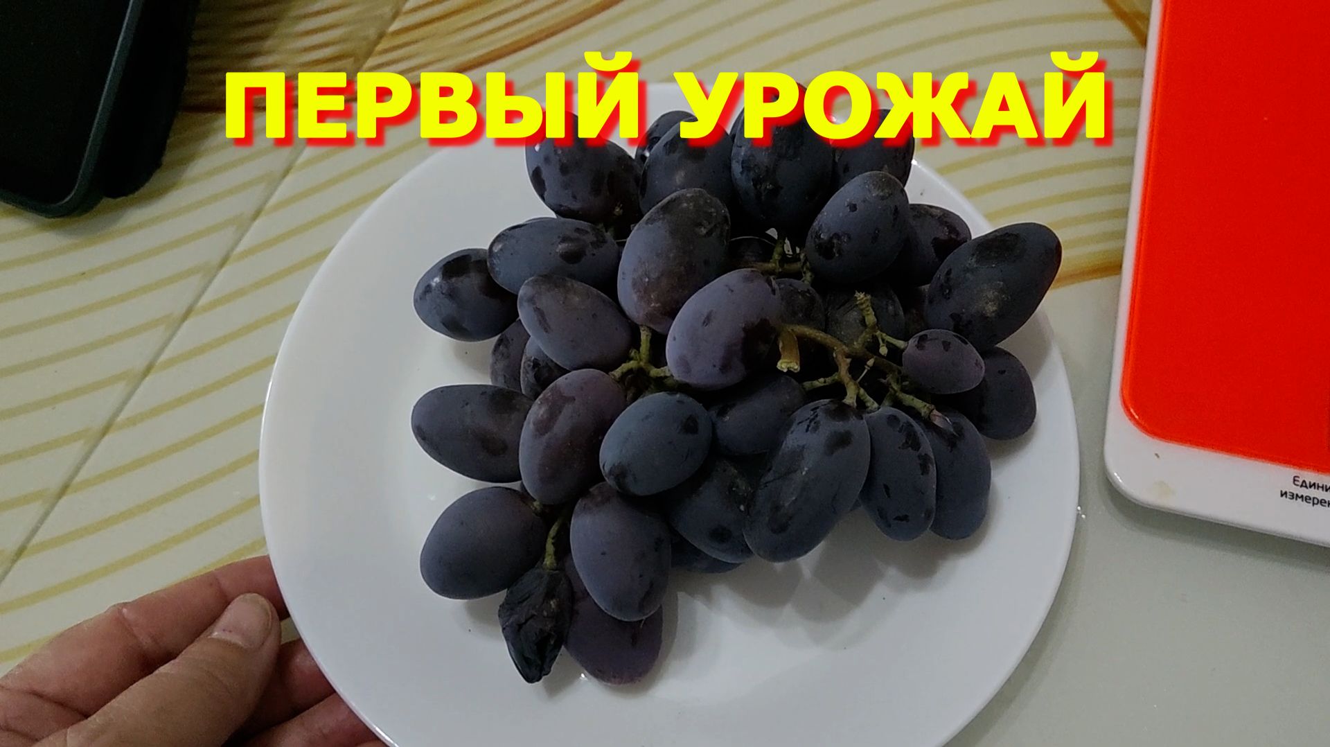 174. Сорвали виноград РЭМБО