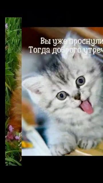 _рекомендацииMP4