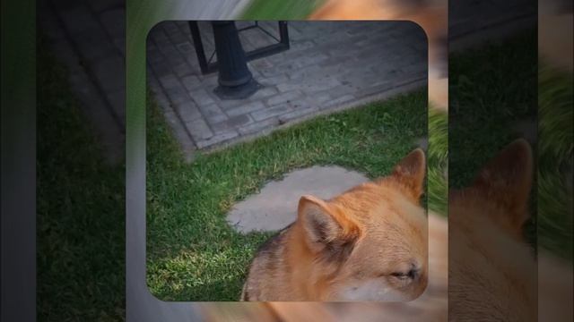 1000067710.mp4 Собака слушает о укладке пола из лфанеры его пропитке в ванной в доме А-фрейм