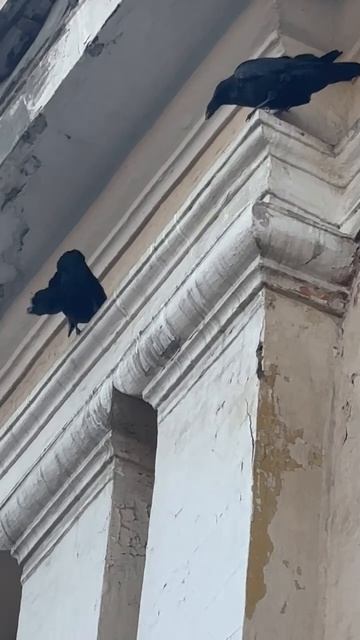 Вороны. Заначка.
