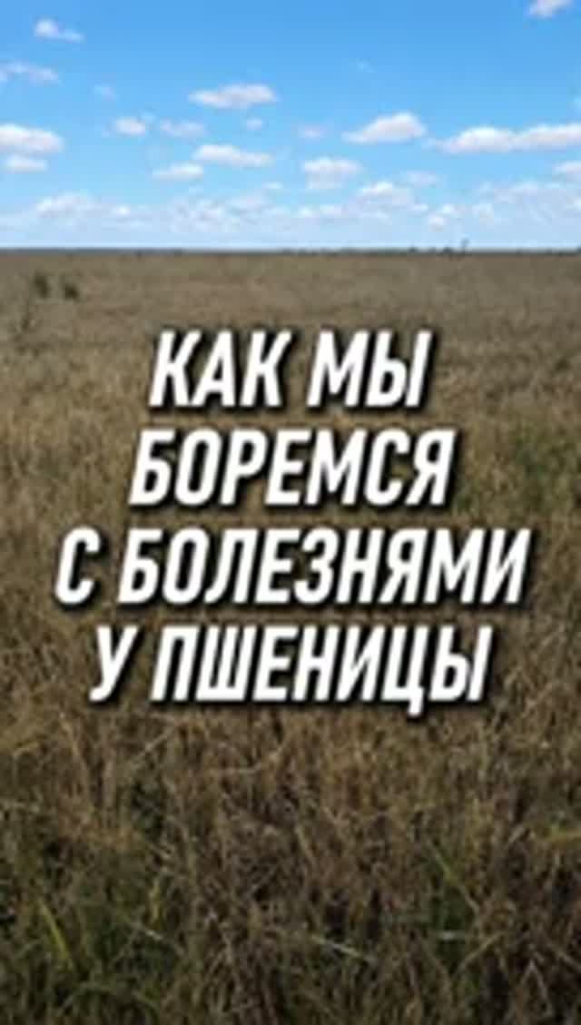 Как же мы все таки мы боремся с болезнями у пшеницы? Отвечаем на популярный вопрос. AUM YogaFerma