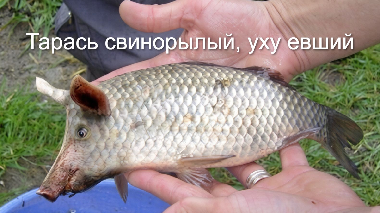 Мошенники всех мастей (сборник 122)