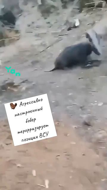 лолкекахахажестьжиза