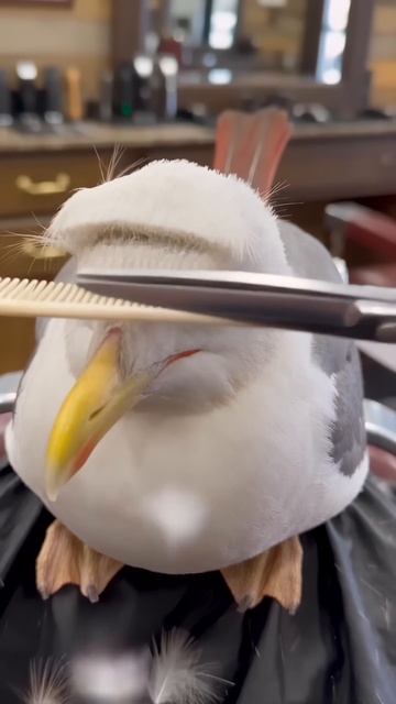 Модник 