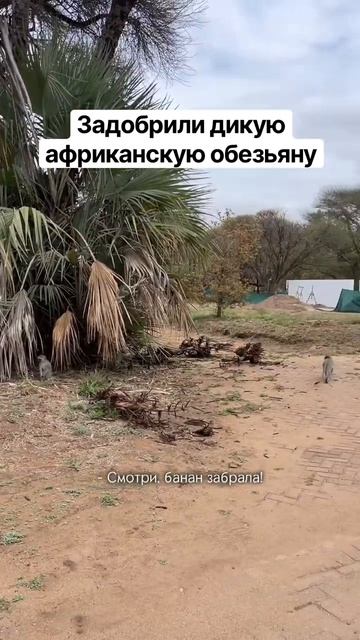 День 2 в сафари-парке Крюгер ЮАР. Ночевали в кемпинге за колючим забором. А рядом ходили гиены