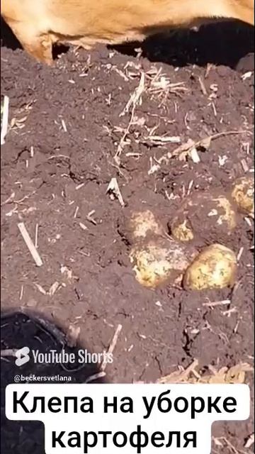 Такса  копает картошку