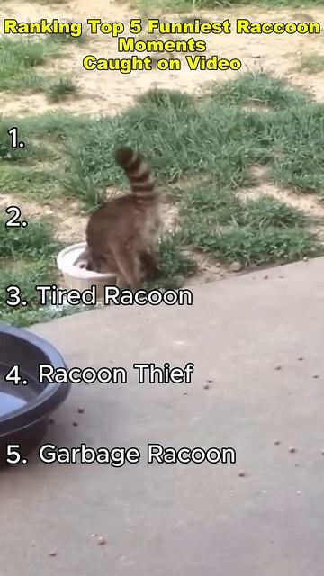 Ranking Top 5 Funniest Raccoon Moments Caught On Video😂🦝