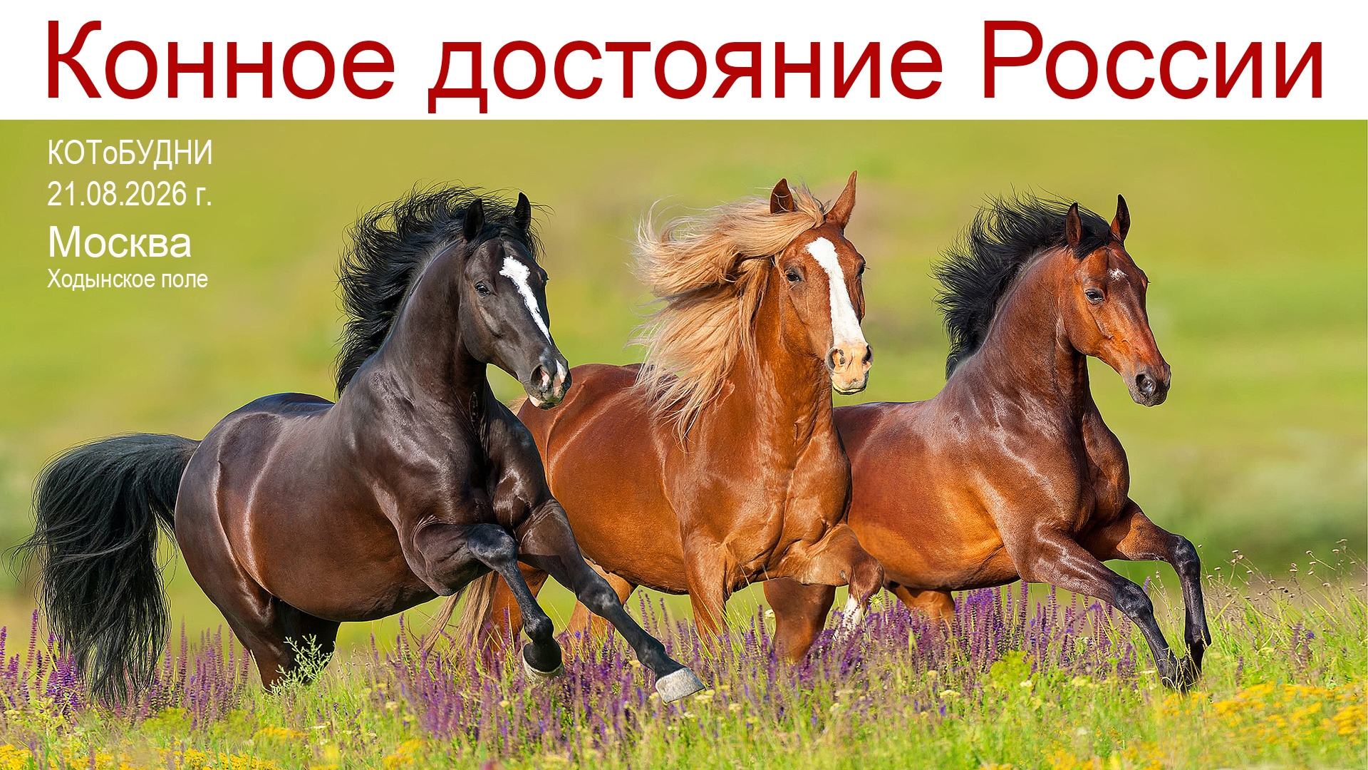 Конное достояние России в Москве или наши КОТоБУДНИ от 21.08.2026 г.