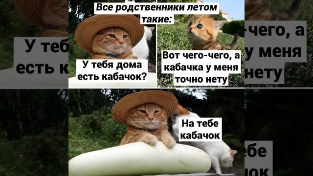 Кабачёк . Юмор