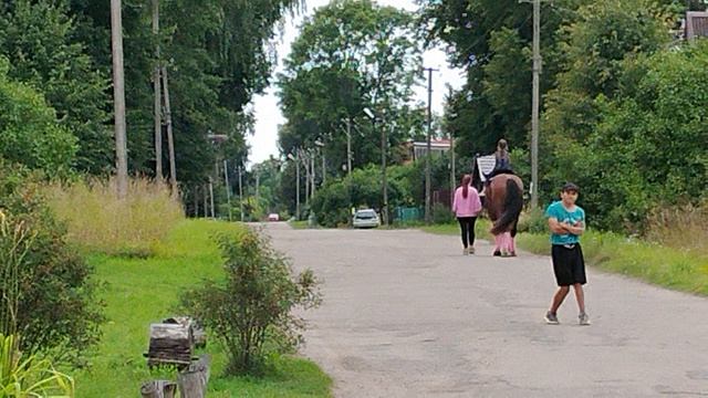 Конь