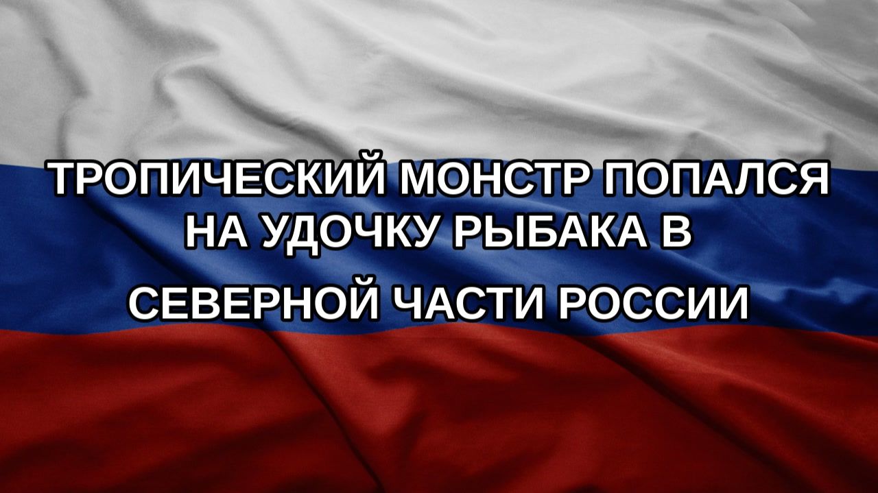 Тропический монстр попался на удочку рыбака в северной части России